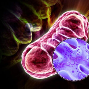 MITOCHONDRIALE VERJÜNGUNG (1 BEHANDLUNG)